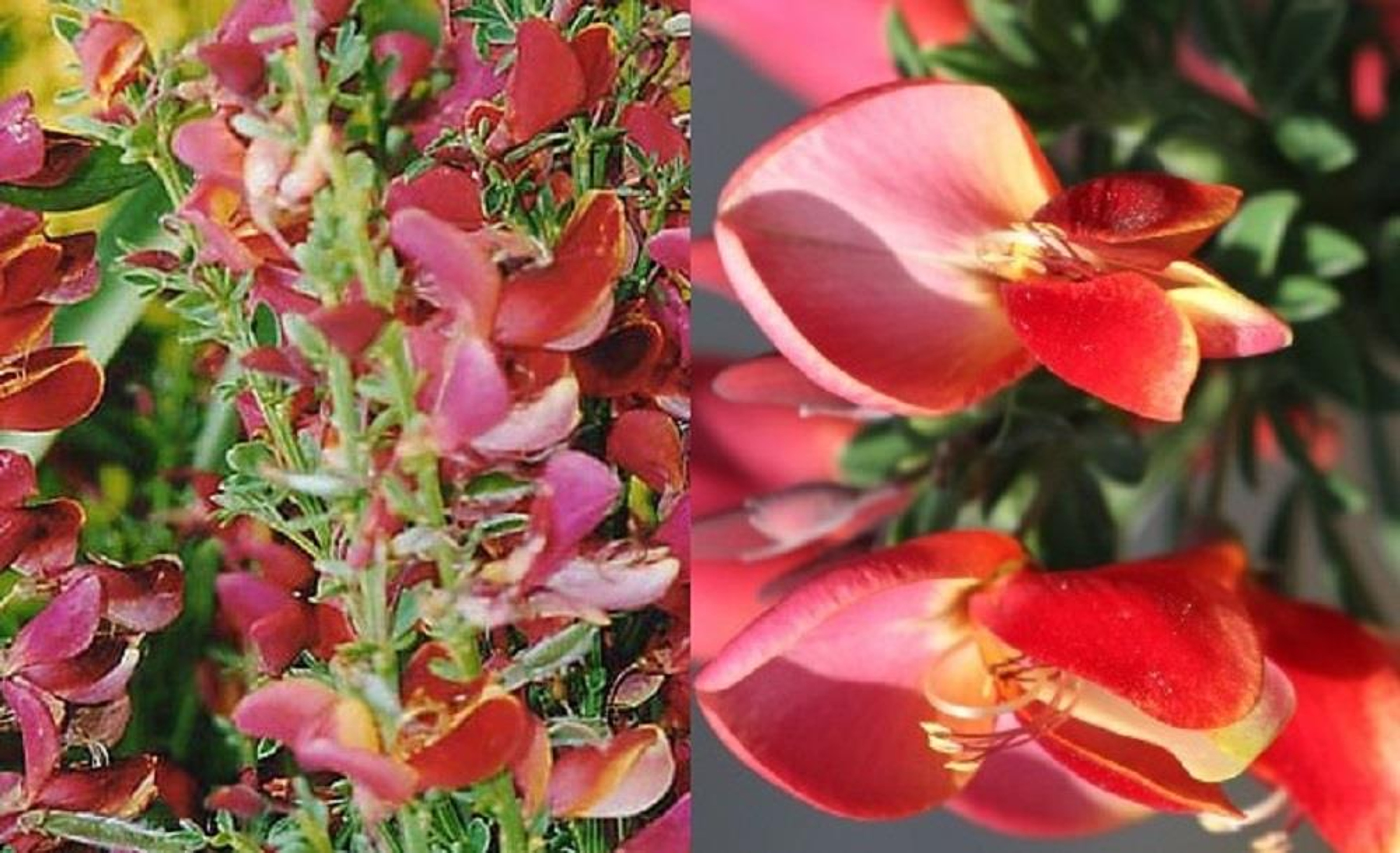 Cytisus Goldfinch Broom Perennial Shrub Fully hardy plant 9cm Pot Free DELIVERY Cytisus Goldfinch Broom Perennial Shrub Fully hardy plant 9cm Pot Free DELIVERY