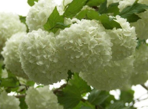 Viburnum Opulus Roseum Snowball Tree 2 3ft Supplied In A 2 Litre Pot Direct Plants