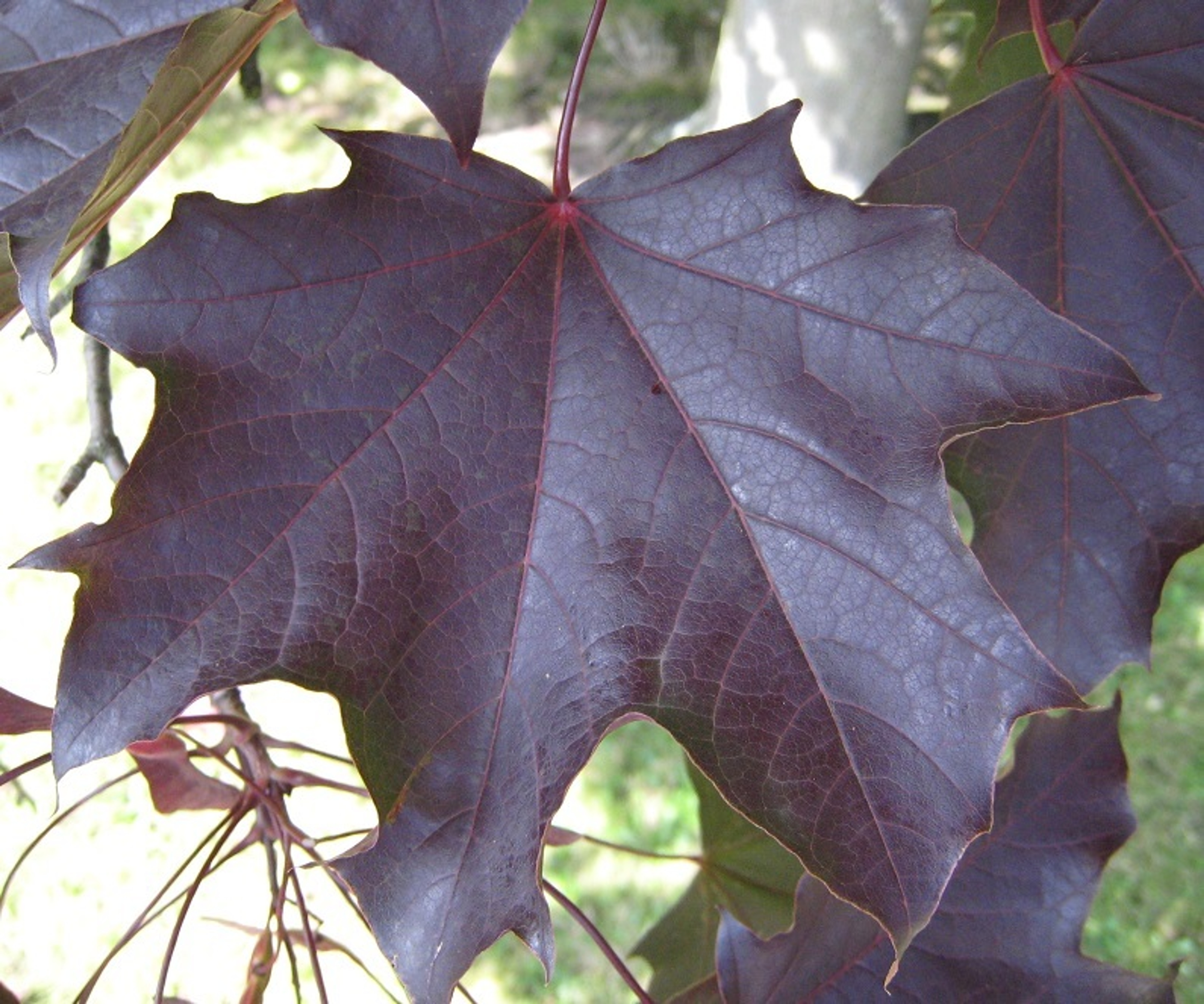 Norway Maple Trees Purple and Red Leaf