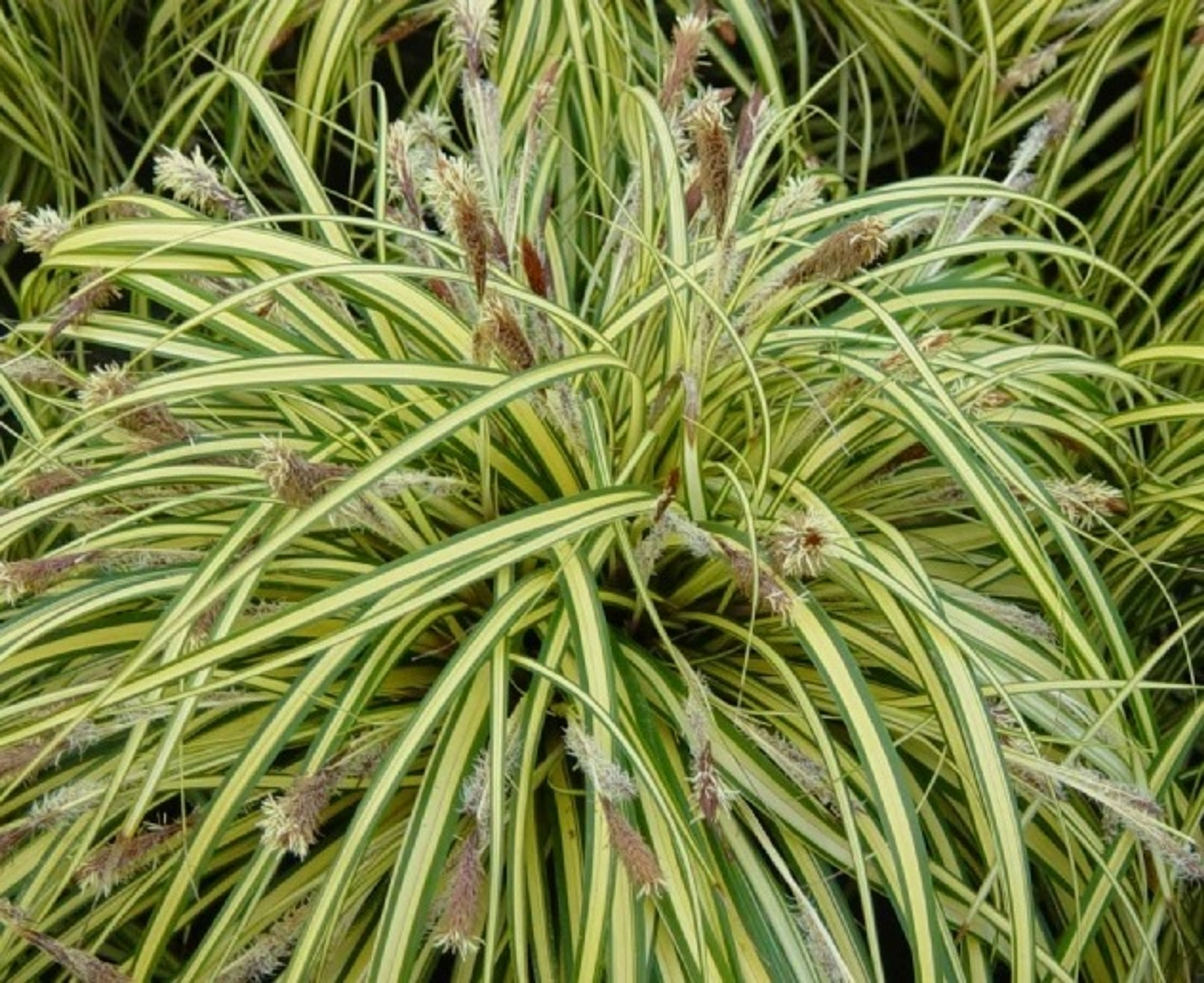 Carex oshimensis Maxi Gold