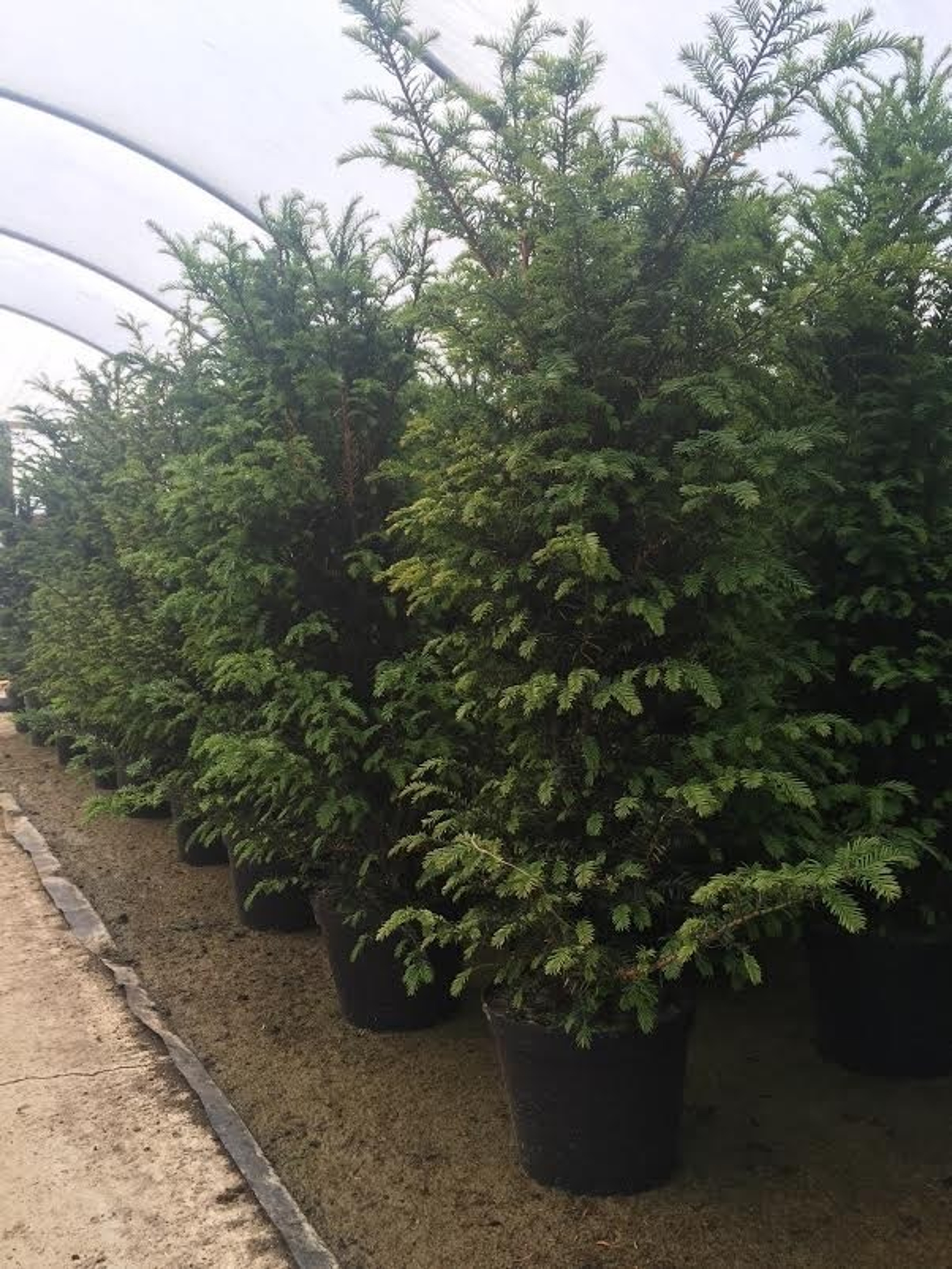 Taxus Baccata The English Yew Hedge