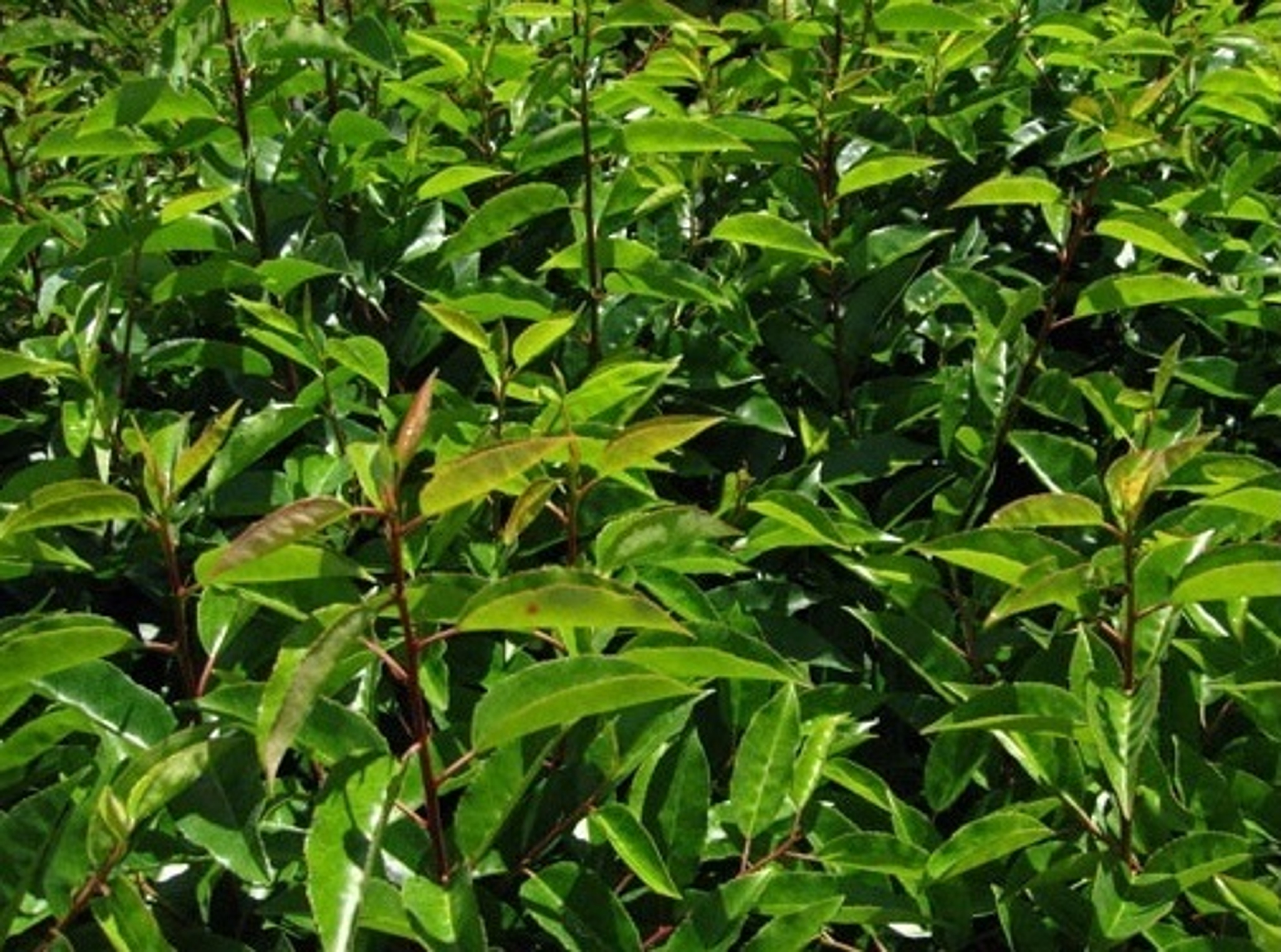Prunus Angustifolia Portuguese Laurel Hedge