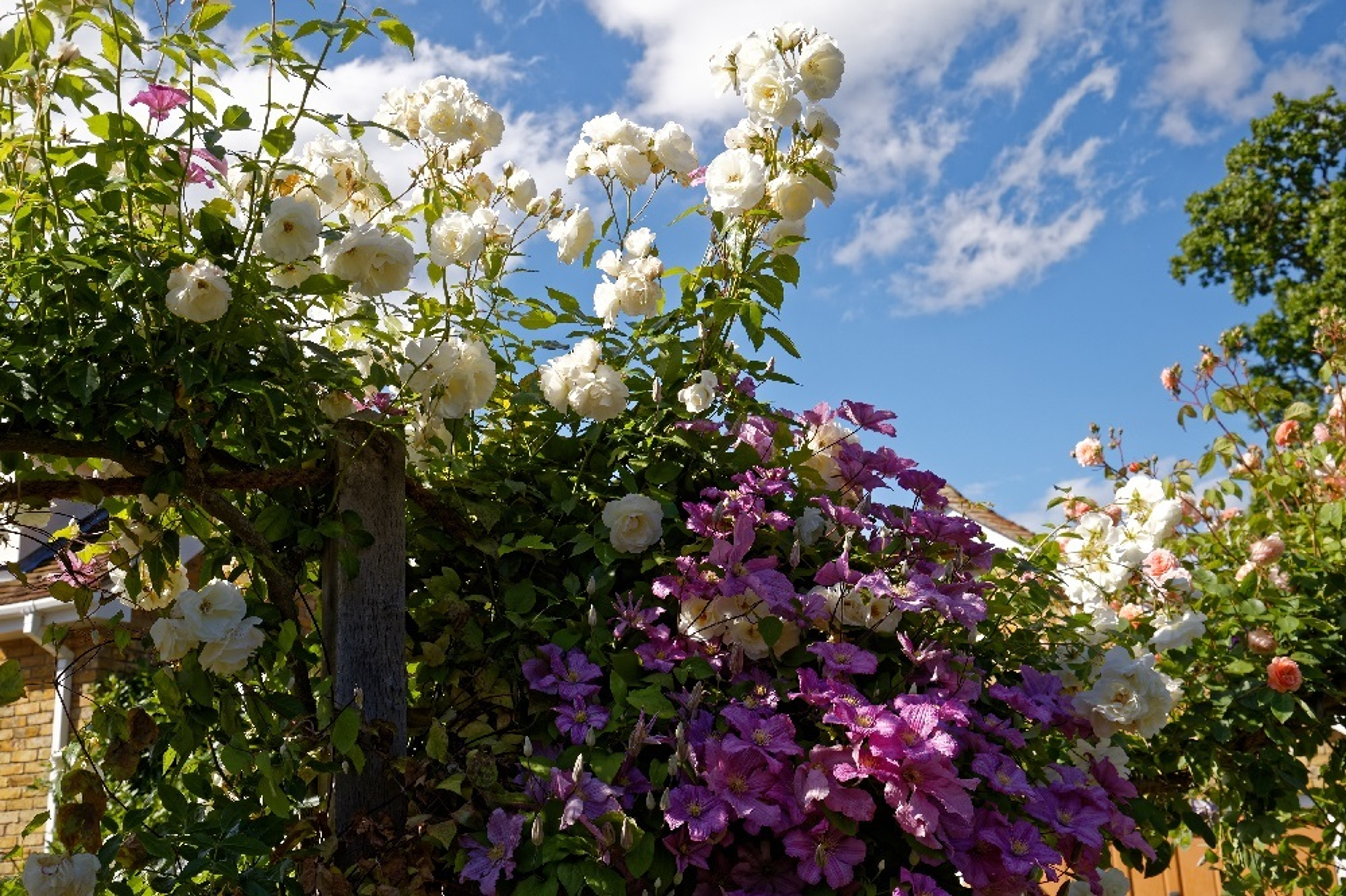 Browse All Climbing Plants