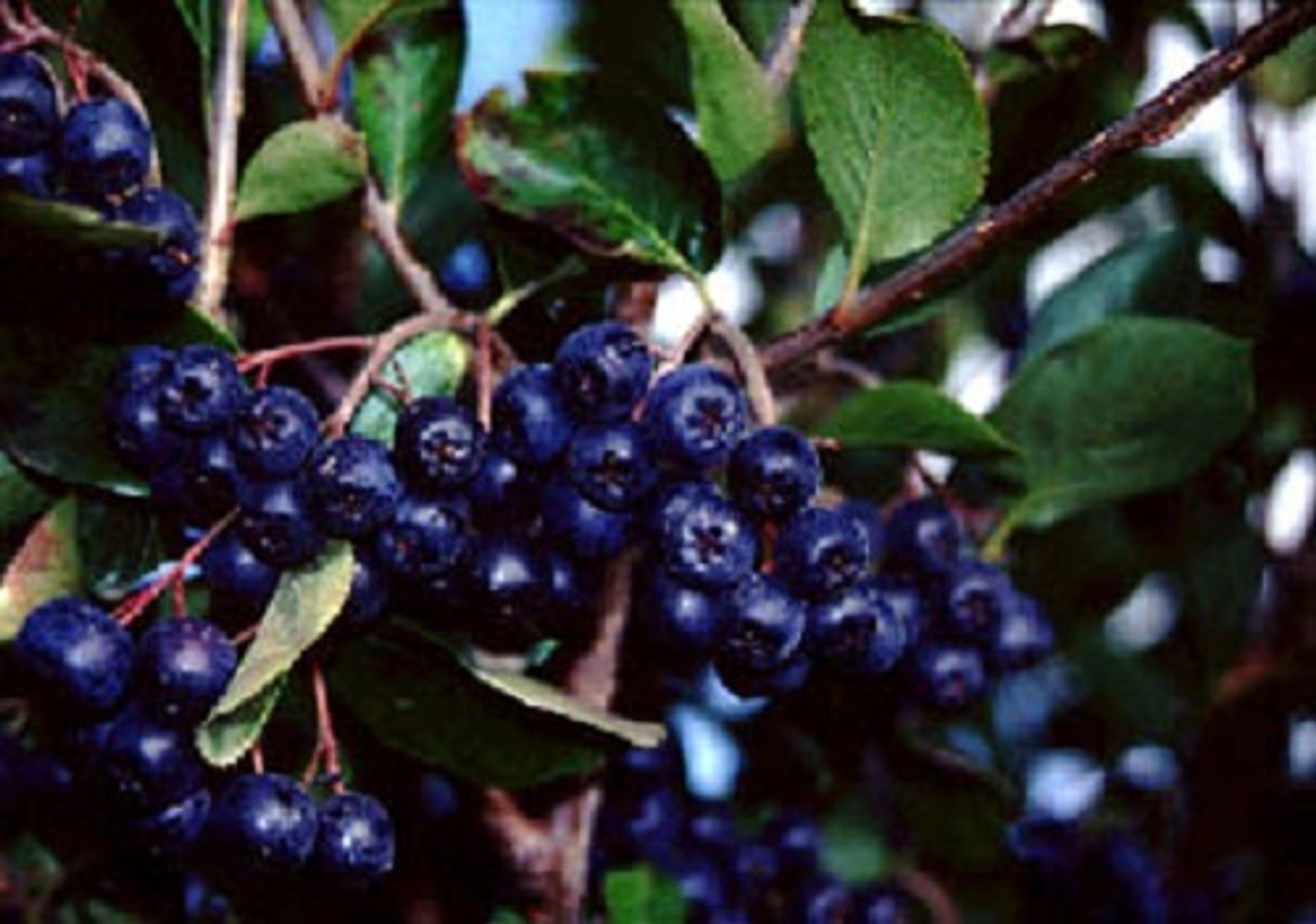 Native & Wild Berry Fruit