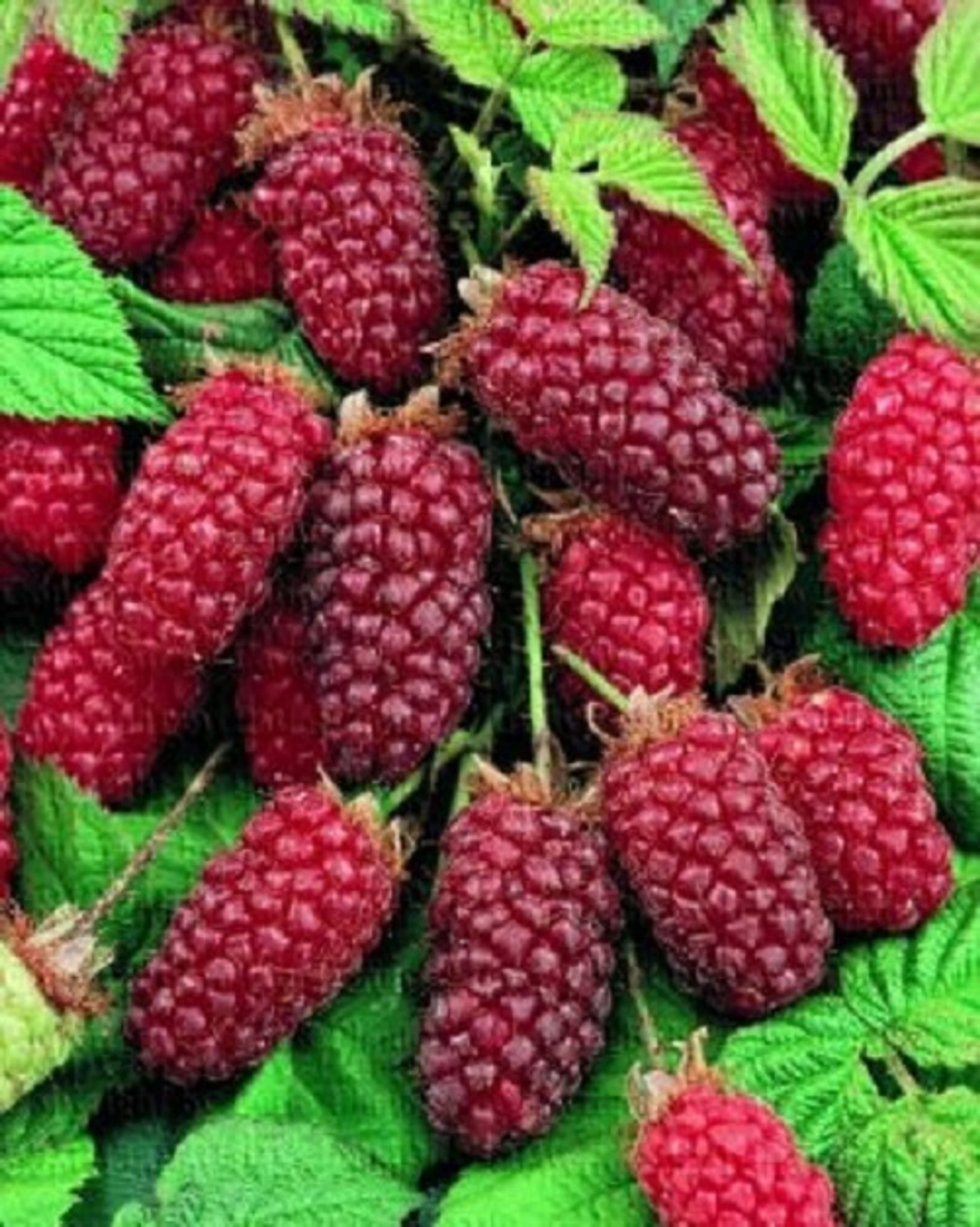 Tayberry