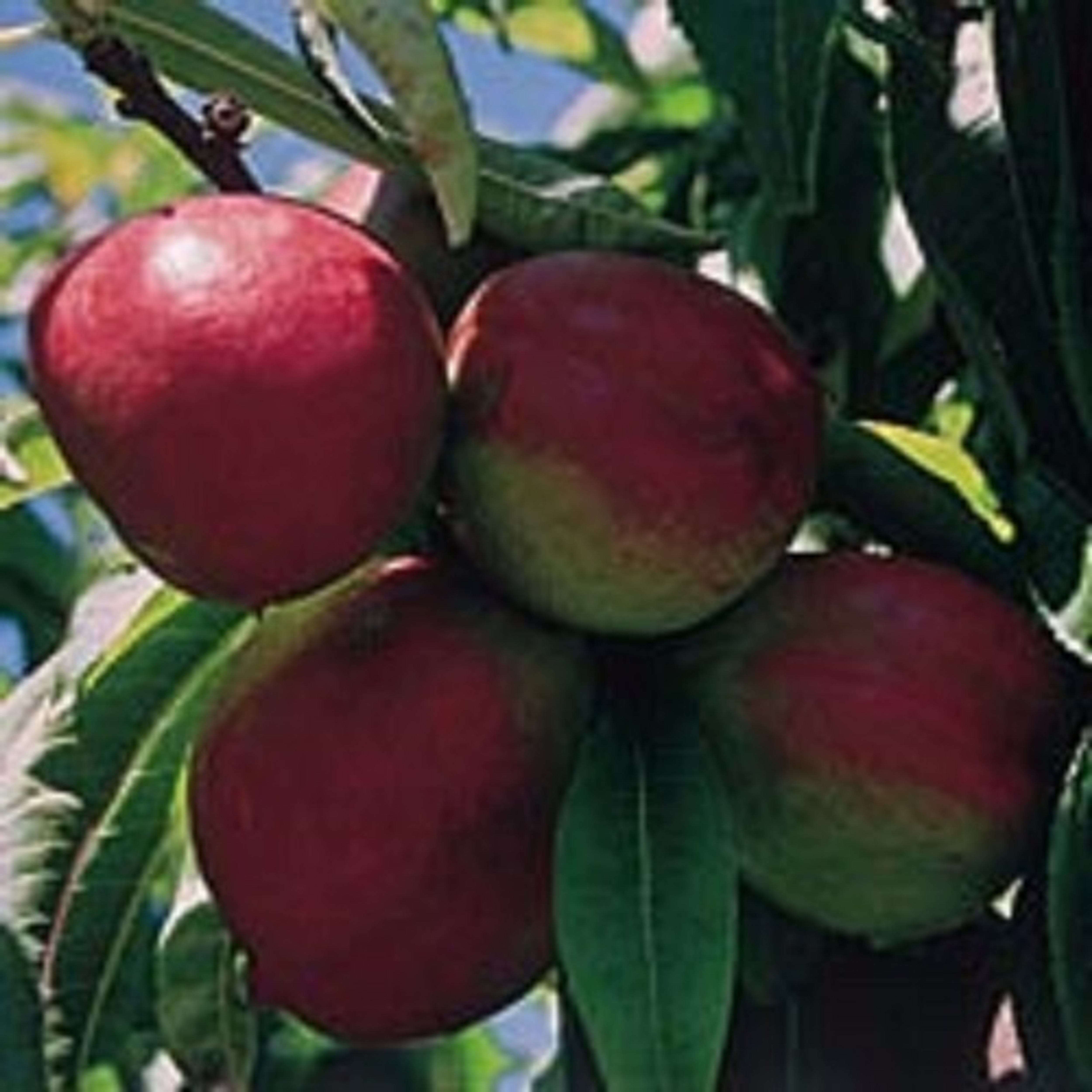 Nectarine & Peach Trees