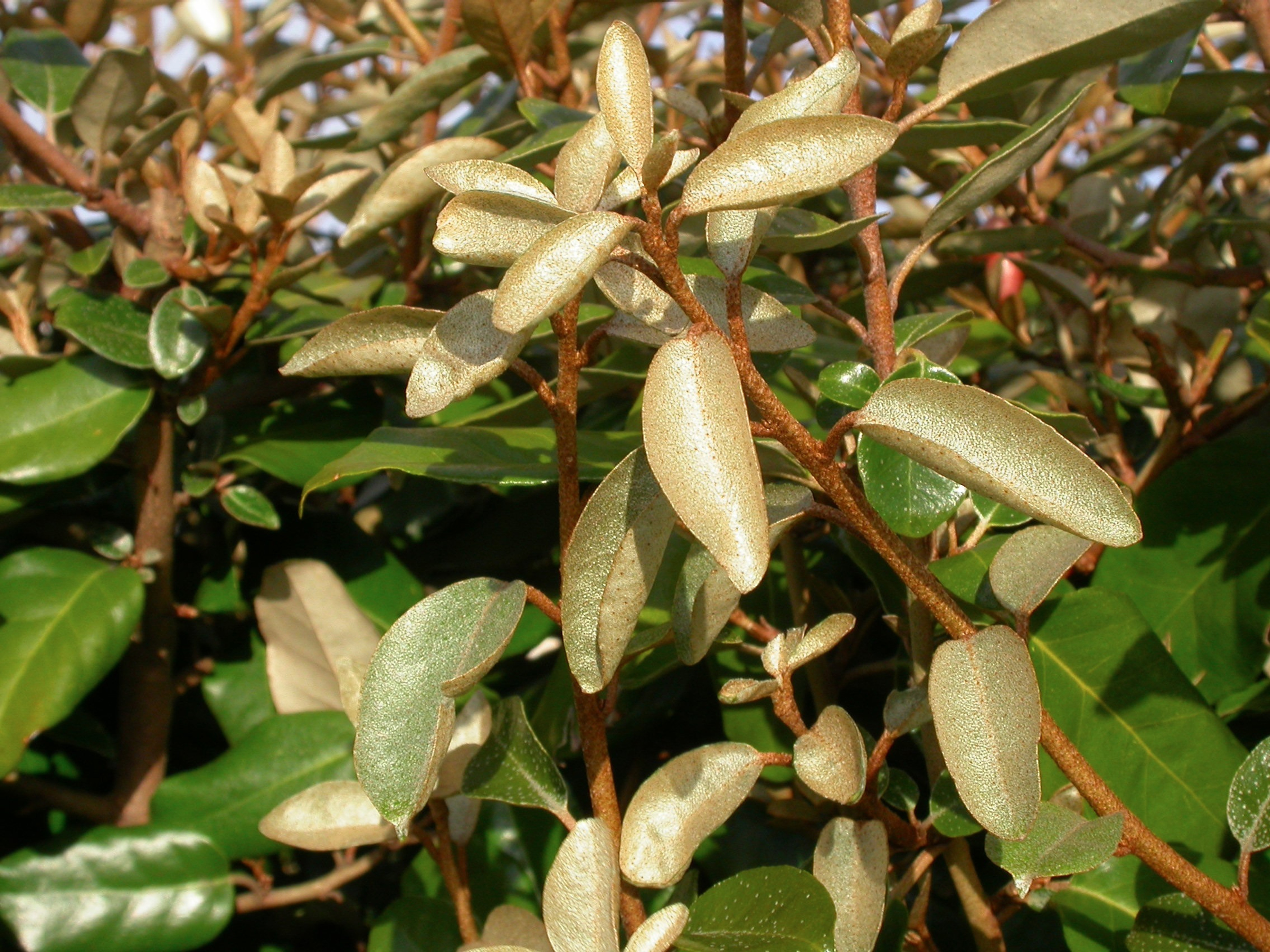 Elaeagnus Hedging The Oleaster Hedge