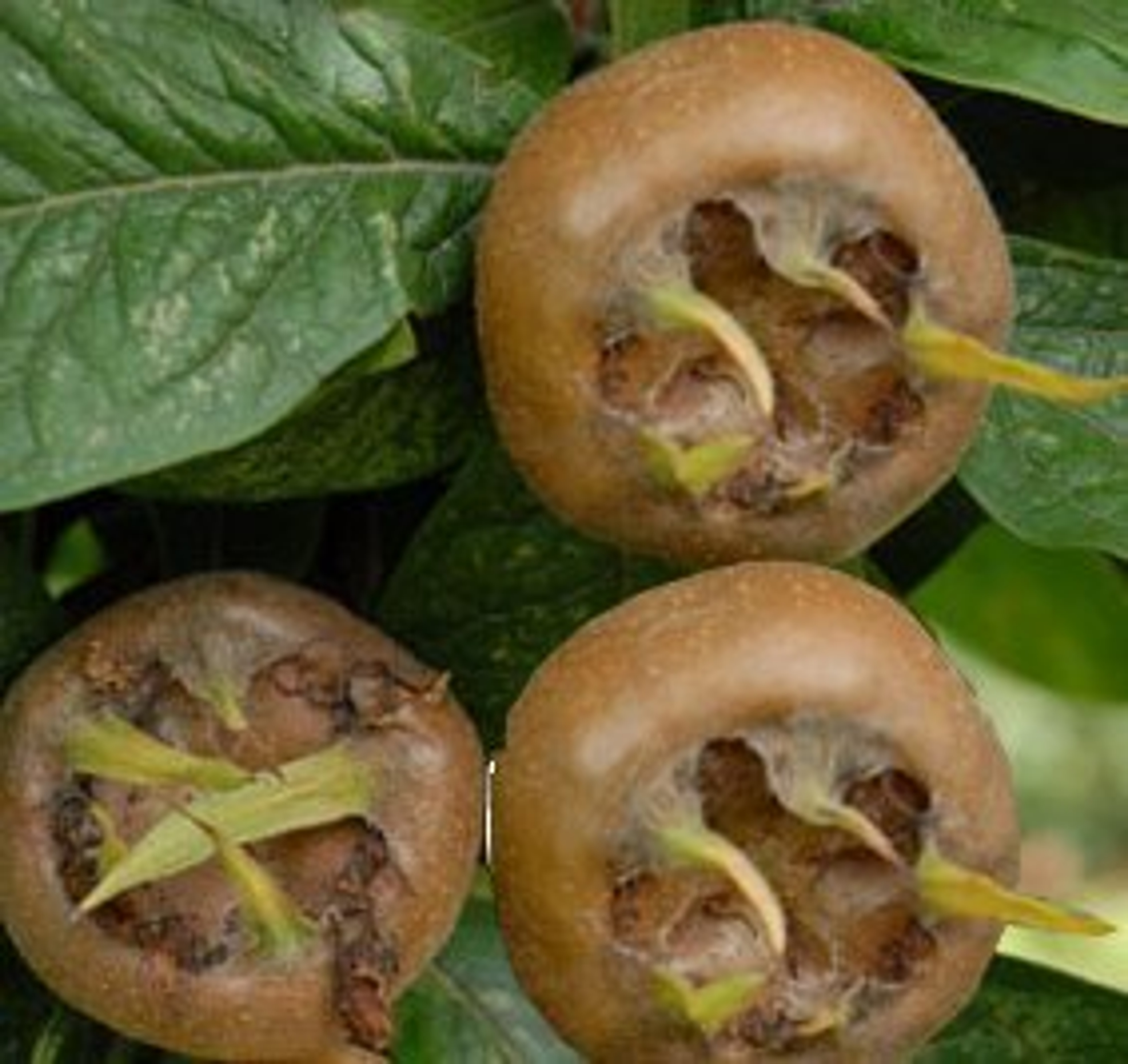 Medlar