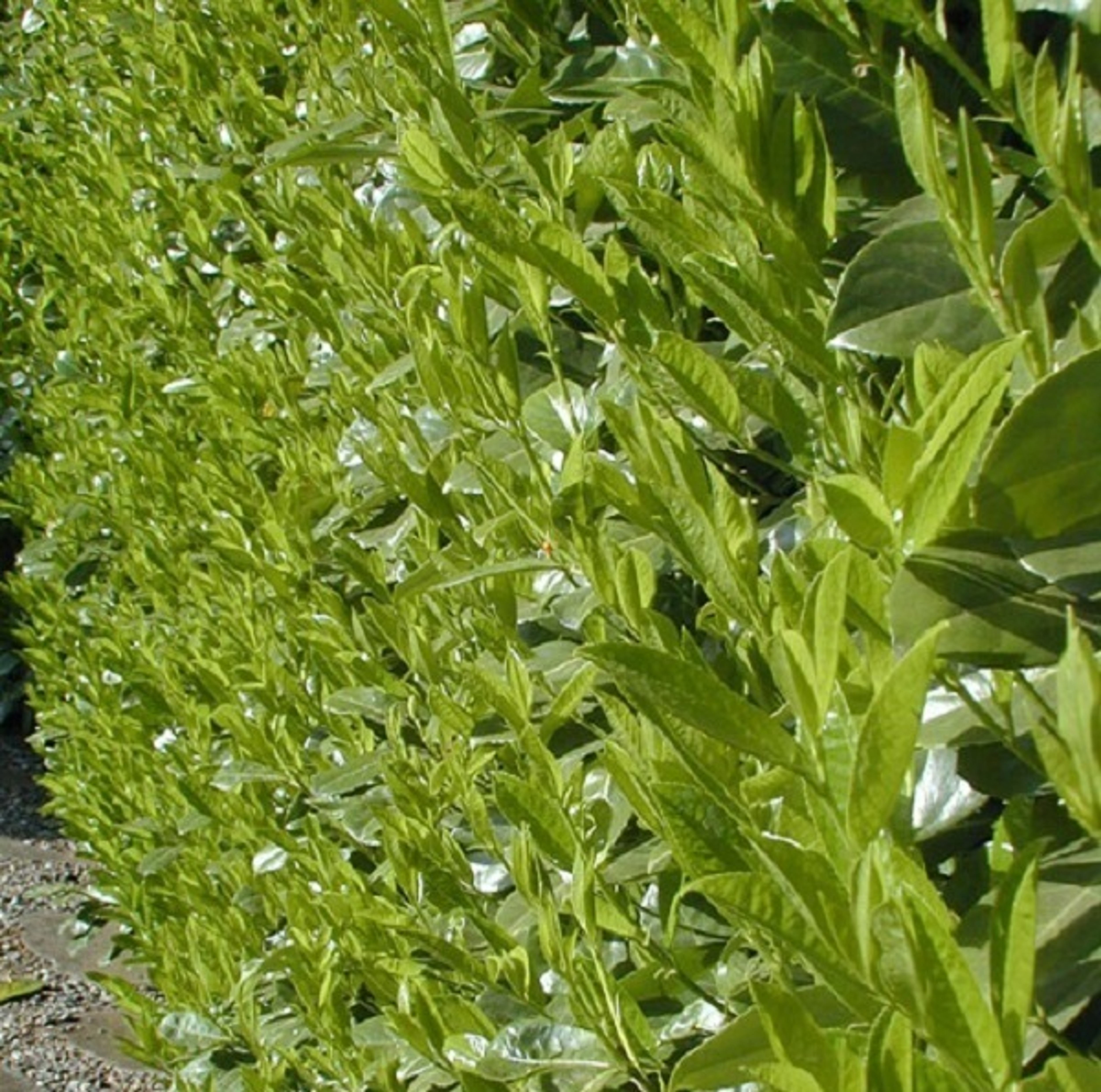 Prunus Rotundifolia The Cherry Laurel Hedge