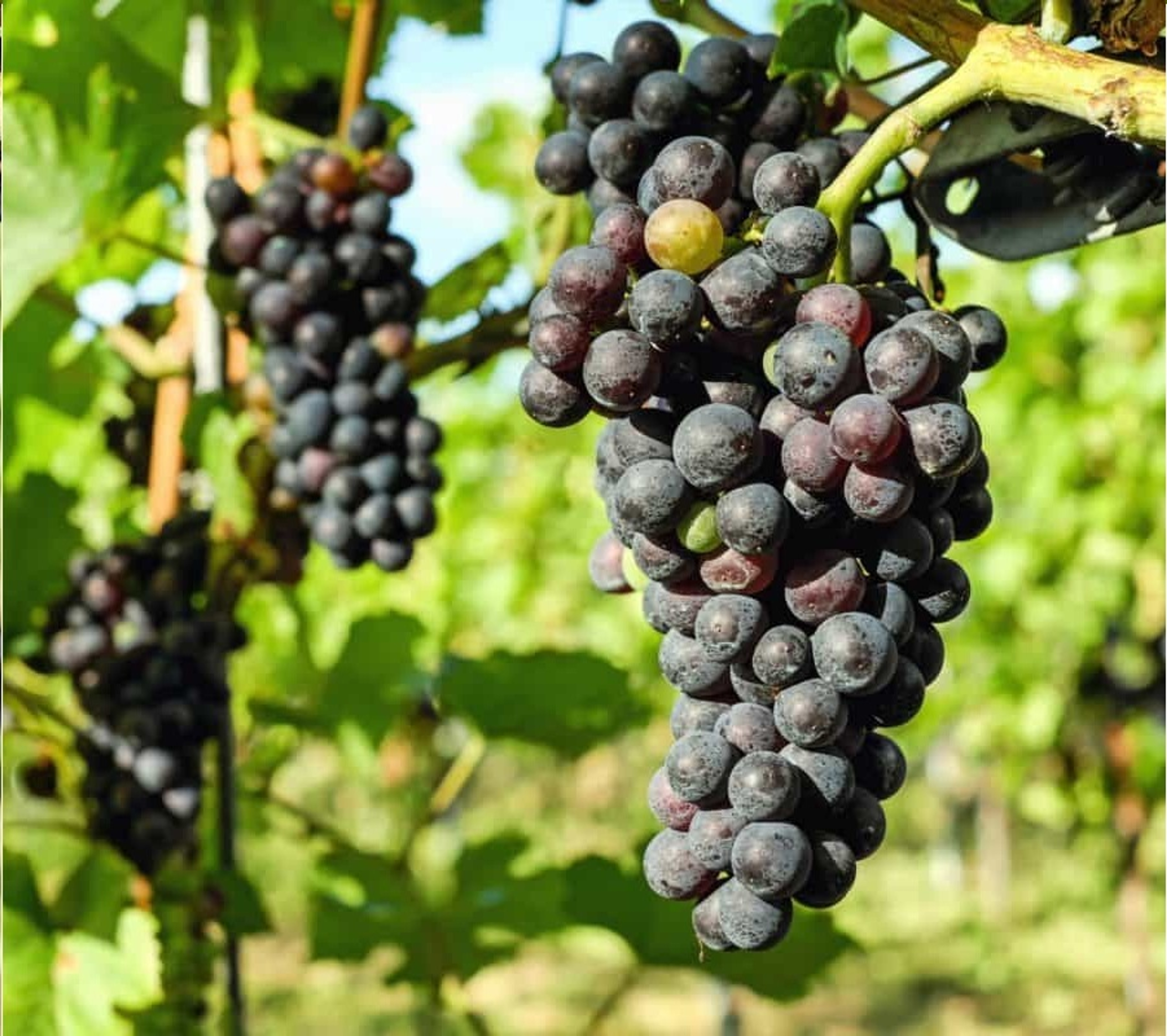 Vitis Grape Vine