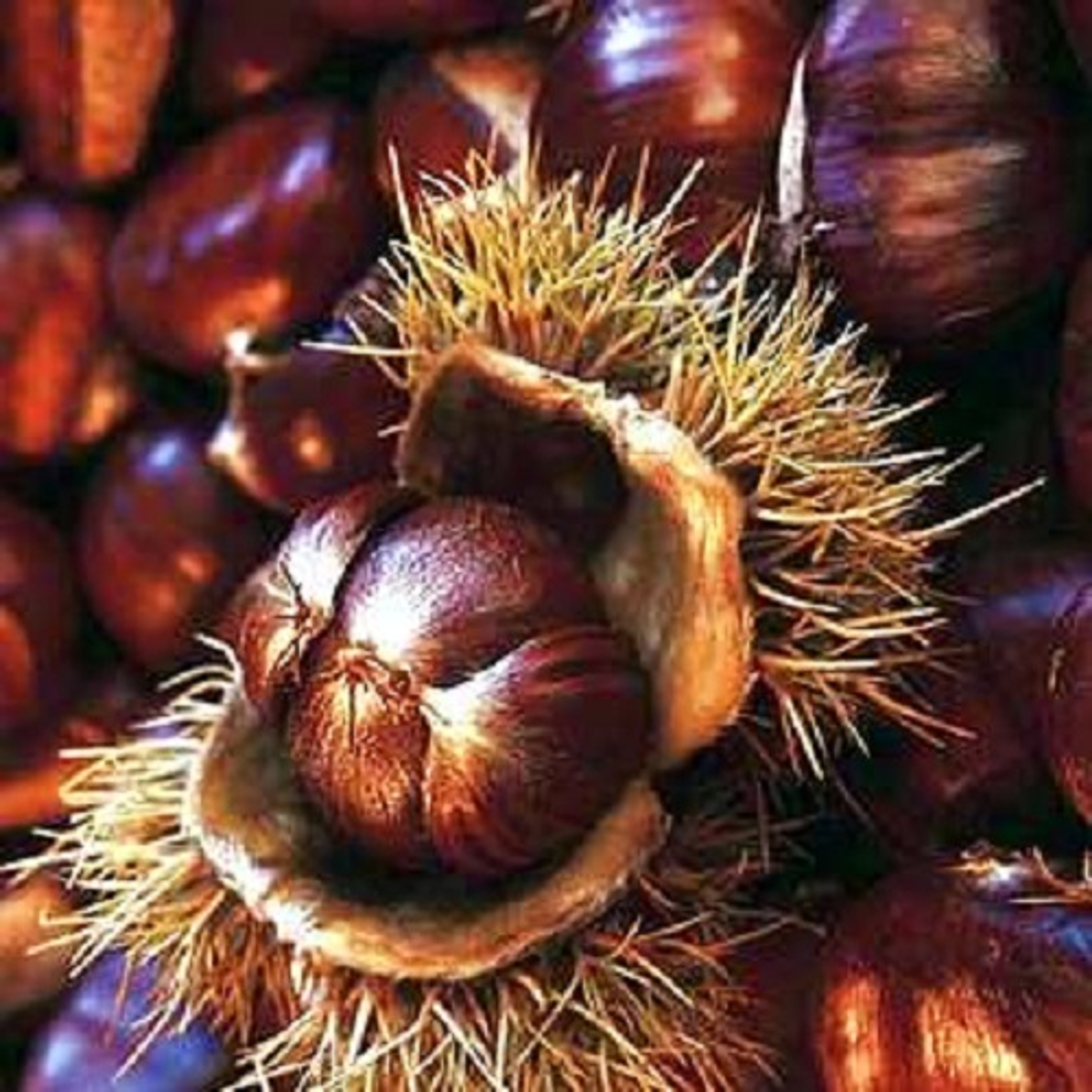 Nut Trees