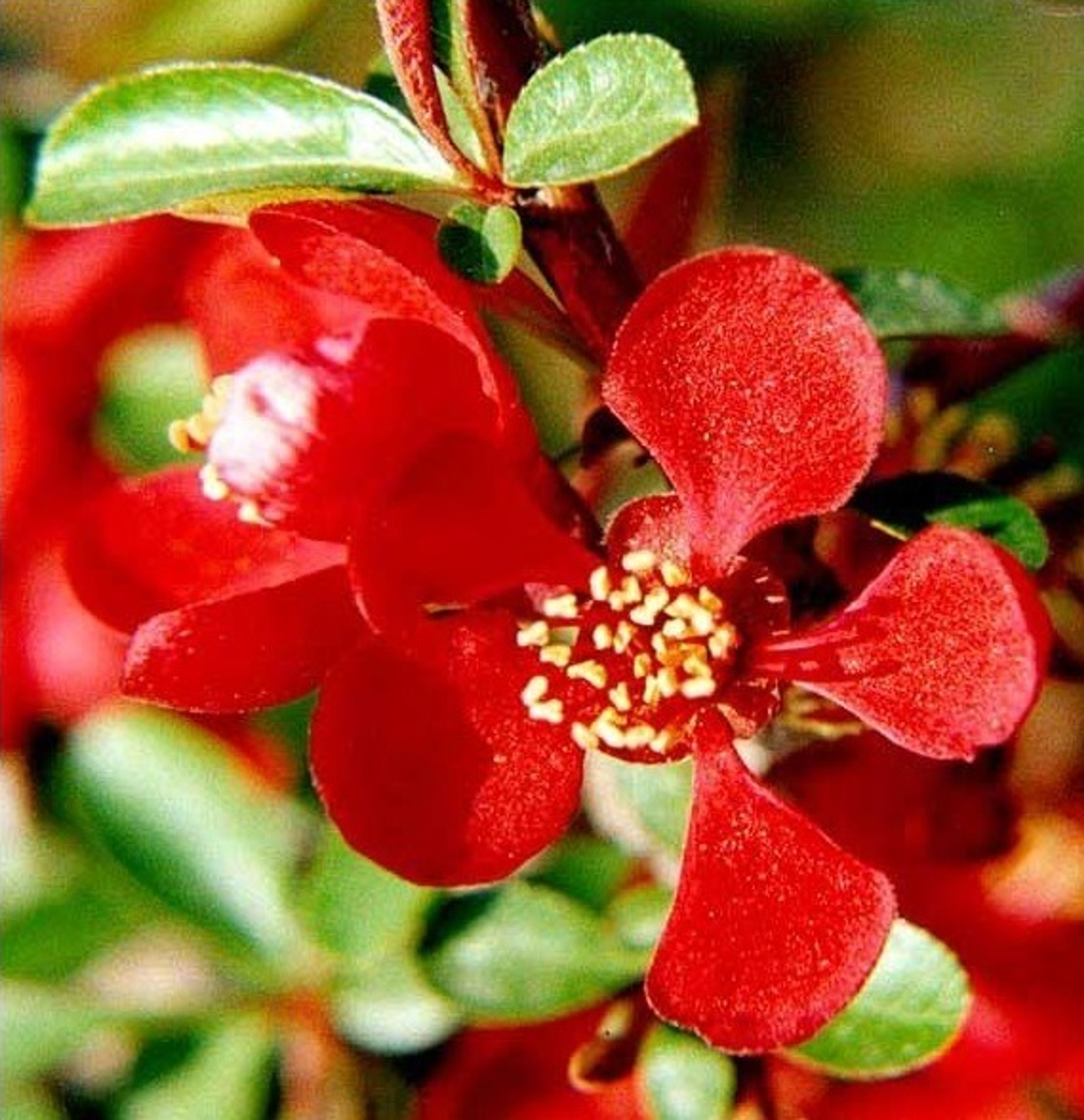 Garden Shrubs | Evergreen and Flowering Shrubs | Direct Plants