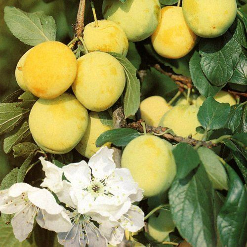 Plum Fruit Trees For Sale Plum Trees Small Garden Fruit Trees