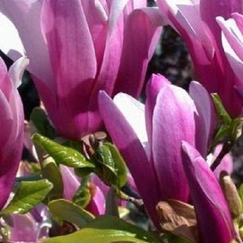 1X 3-4FT LARGE MAGNOLIA SUSAN PLANT TREE - DEEP PINK FLOWERS - 3L