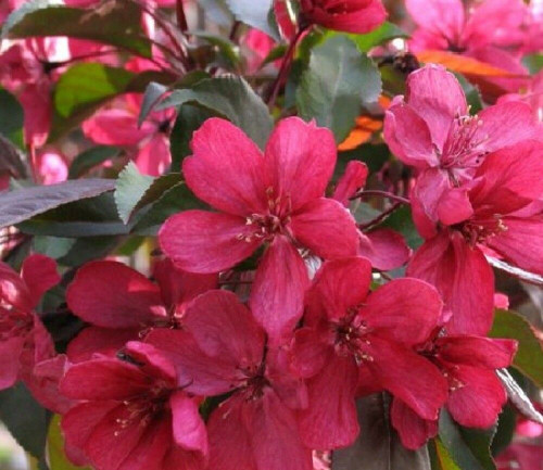 Malus Royalty Purple Leaf Flowering Crab Apple Tree 5-6ft Supplied in a 7.5 Litre Pot