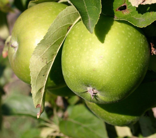Dwarf Patio Granny Smith Apple Fruit Tree 3-4ft Supplied in a 5 Litre Pot