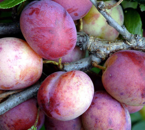 Patio Dwarf Opal Plum Fruit Tree 3-4ft Supplied in a 5 Litre Pot