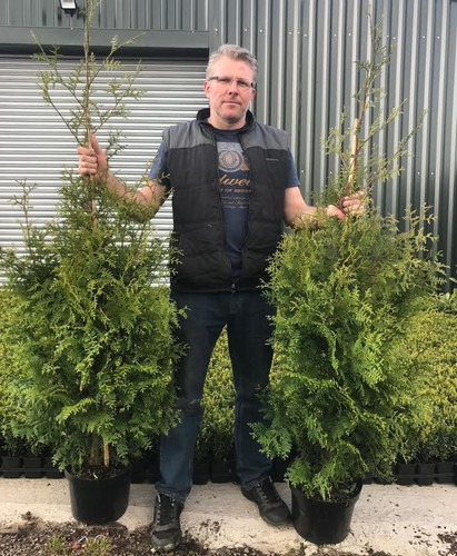 Thuja Plicata Gelderland Western Red Cedar Conifer Tree (Large Specimen) 5ft Tall Supplied in a 10 Litre Pot