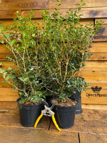 Fragrant Shrubs | Wonderful Fragrant Plants for Garden or Patio
