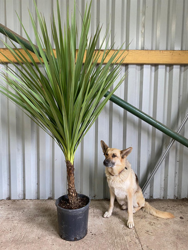 Cordyline Australis Green Palm Plant Extra Large Specimen 5ft Tall With Trunk in a 15 Litre Pot