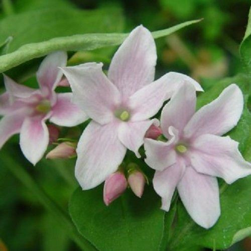 Jasminum Stephanense Highly Fragrant Climbing Plant Large 3-4ft in a 3 Litre Pot