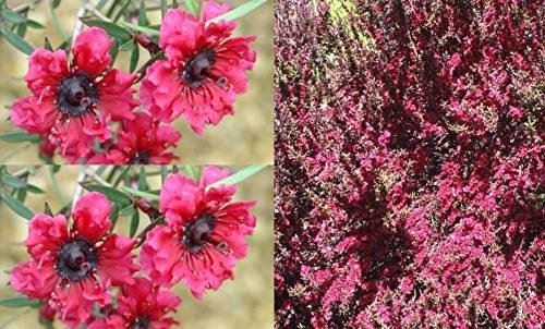 Leptospermum Red Damask Evergreeen Shrub Plant Supplied in a 9cm Pot