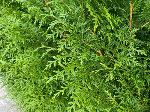 Thuja Plicata Gelderland Western Red Cedar 3-4ft Pack of 10 Supplied in 2/3 Litre Pots