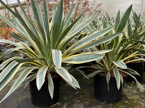 1x Extra Large Yucca Gloriosa Variegata Plant - Spanish Dagger Fully Hardy 10L