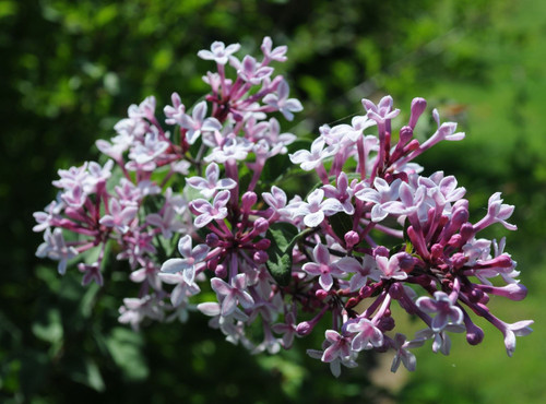 Fragrant Shrubs | Wonderful Fragrant Plants for Garden or Patio