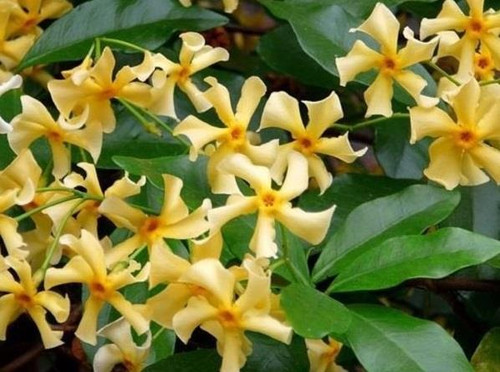 Trachelospermum Jasminoides Star of Toscane Jasmine Highly Fragrant Climbing Plant