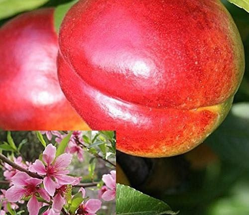 Dwarf Patio Prunus Nectarine Fruit Tree 3-4ft Supplied in a 5 Litre Pot