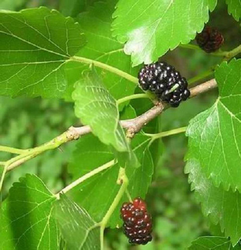 Morus Nigra Black Mulberry Fruit Tree 2-3ft Supplied in a 3 Litre Pot