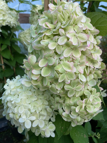 Hydrangea Paniculata Limelight Shrub Plant Huge Flowers Supplied in a 3 Litre Pot