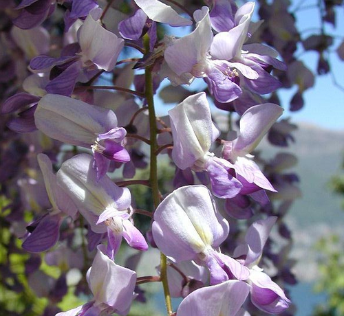 Wisteria floribunda 'Royal Purple' 3 Litres - Climbing Plants - Tates
