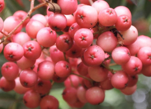 Sorbus Pink Kirsten Mountain Ash Tree 5-6ft Supplied in a 7.5 Litre Pot