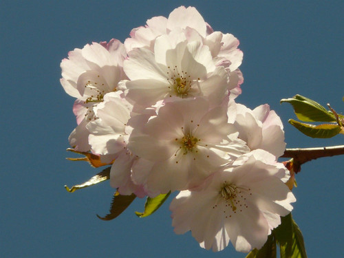 Prunus Longipes Blushing Bride Flowering Cherry Tree 5-6ft Supplied in a 7.5 Litre Pot