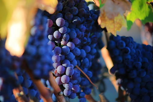 Vitis Boskoop Glory Black Grape Vine Climbing Fruit Plant 3-4ft Tall in a 3 Litre Pot