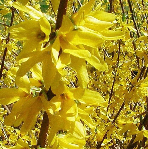 Forsythia Lynwoods Gold Shrubs Pack of 3 Bushes 3-4ft Plants Supplied in 3 Litre Pots