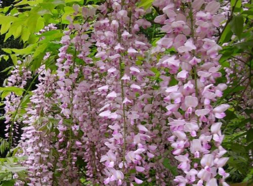 Wisteria Sinensis Pink Climbing Plant Grafted 5-6ft Tall Extra Large Supplied in a 5 Litre Pot