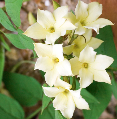 Jasminum Clotted Cream Jasmine Climbing Plant 3-4ft Large Supplied in a 3 Litre Pot