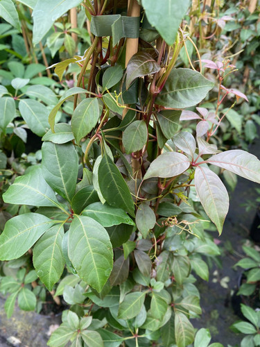 Parthenocissus Henryana Chinese Virginia Creeper Extra Large 3-4ft Supplied in a 3 Litre Pot