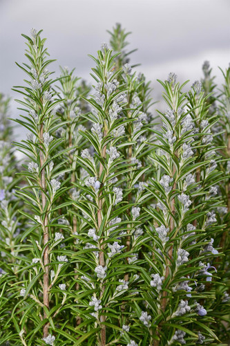 Pack of 5 Rosemary Rosmarinus Officinalis Hardy Herb Plants in Pots