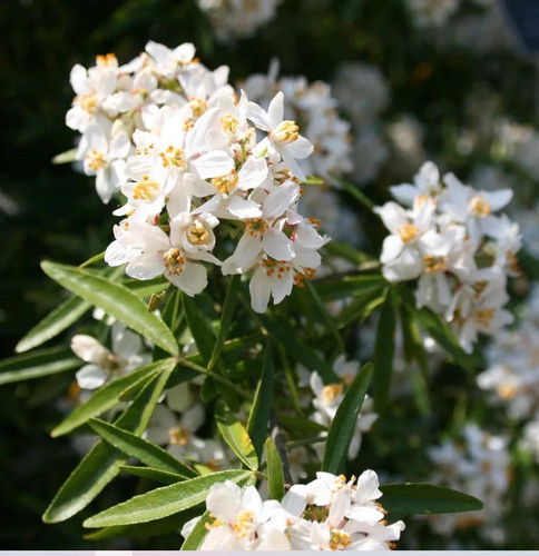 Choisya Aztec Pearl Fragrant Evergreen Shrub Supplied in a 3 Litre Pot