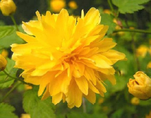 Kerria Japonica Pleniflora Yellow Pom Pom Plant Large 3-4ft in a 3 Litre Pot