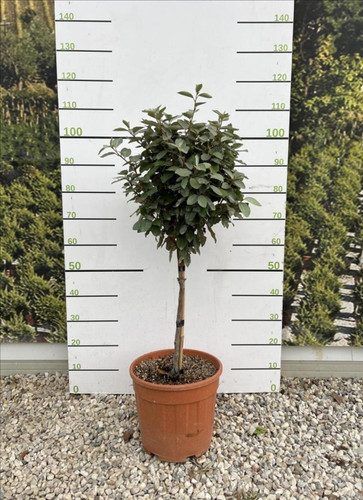Elaeagnus Compacta Evergreen Standard Tree 100cm+ Tall Supplied in a 15 Litre Pot