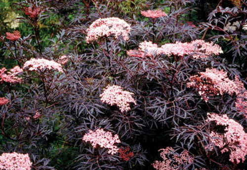 Sambucus Nigra Black Lace Shrub 3-4ft Large Acer Like Foliage Plant