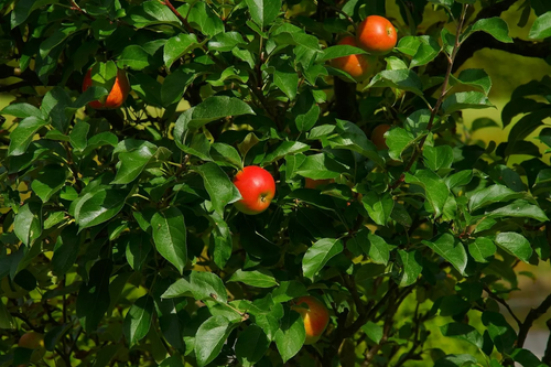 Apple Queen Cox Fruit Tree 6ft Tall Supplied in a 12 Litre Pot by Directplants