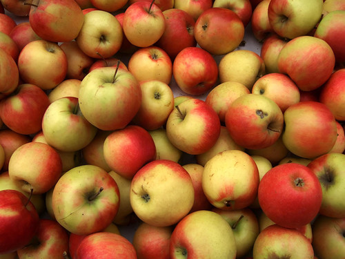 Apple Sunset Fruit Tree 6ft Tall Supplied in a 12 Litre Pot by Directplants