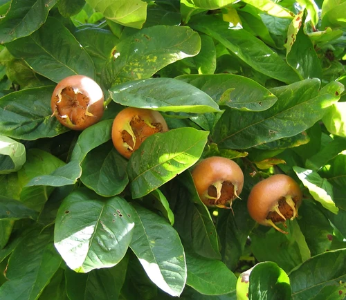 Mespilus Germanica Fruit Tree 6ft Tall Supplied in a 12 Litre Pot by Directplants
