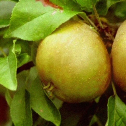 Apple Egremont Russet Fruit Tree 6ft Tall Supplied in a 12 Litre Pot by Directplants